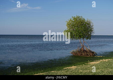 Einsame Mangrove wächst an der Küste Bali Barat NP, Bali, Indonesien Juli Stockfoto