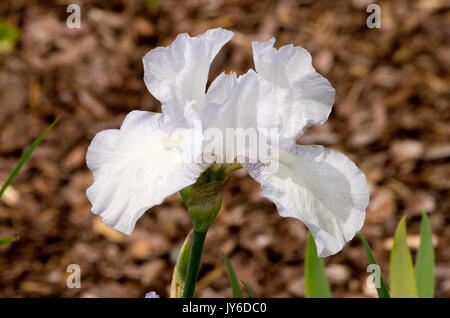 Iris germanica englisches Cottage Stockfoto