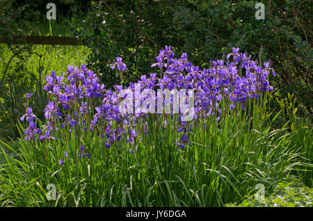 Iris pumila 'Ego' Stockfoto