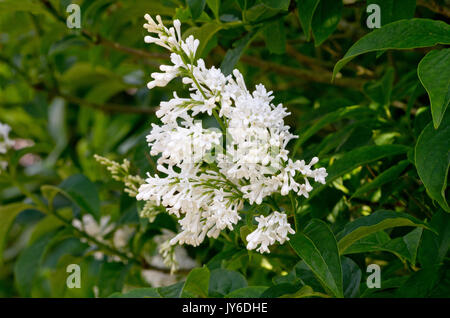 Syringa × josiflexa' Agnes Smith' Stockfoto