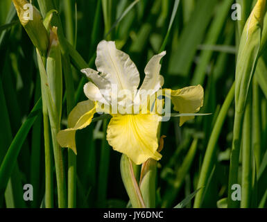 Iris pumila Chartreuse Bounty Stockfoto