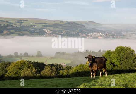 Kuh (Möglicherweise Angus) auf einem Feld über dem Airedale Valley in Silsden West Yorkshire Stockfoto