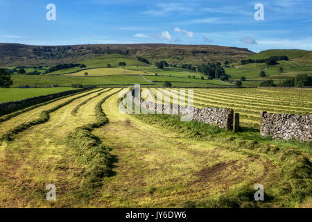 In einem frisch gemähten Feld der Gras mit einem Yorkshire Dales Kalkstein Mauer, Hebden, North Yorkshire, Großbritannien Stockfoto