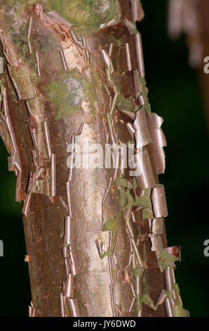 Acer Griseum Stockfoto