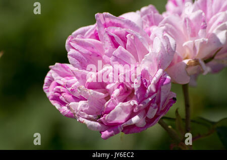 Rose Gros Provins Panache Stockfoto