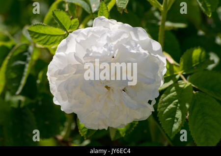 Rose Mme. Legras de St. Germain Stockfoto