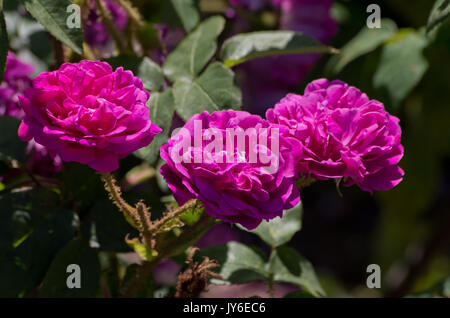 Rose William Lobb Stockfoto