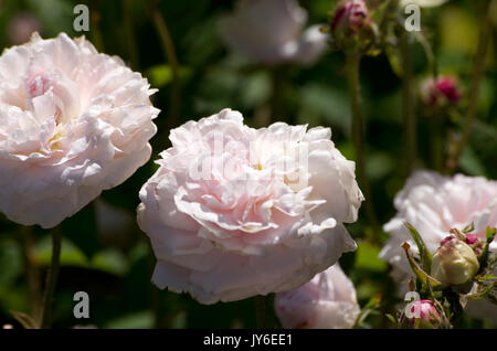 Rose Belle Isis Stockfoto