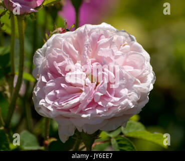 Rose Belle Isis Stockfoto