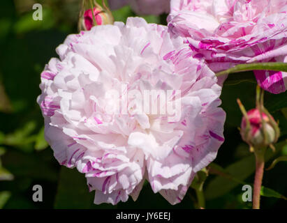 Rose Perle des Panachees Stockfoto