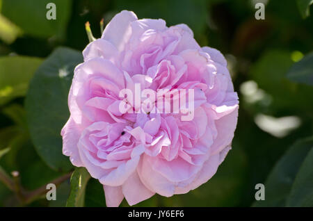 Rose Fantin-Latour Stockfoto