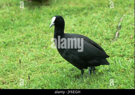 Australische Blässhuhn, Neuseeland Stockfoto