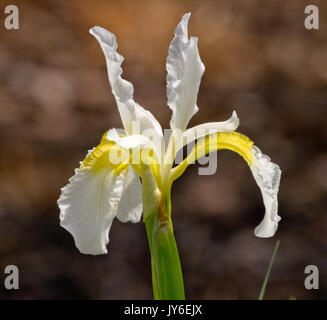 Iris pumila Snowcrest Stockfoto