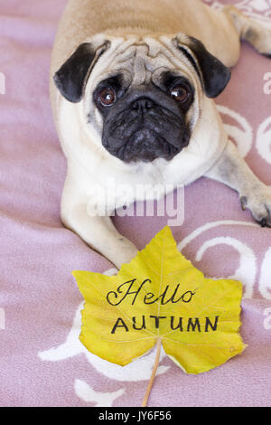 Traurig Welpen Mops auf dem Bett liegend in der Nähe von Yellow Herbst Blatt Stockfoto