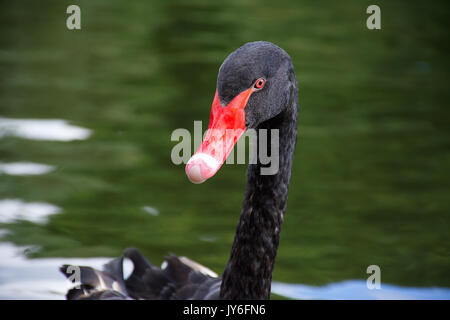 Schwarzer Schwan Schwimmen im Teich Portrait, St James's Park, London, UK. Sommer 2017. grünes Wasser im Hintergrund verschwommen. Cygnus atratus. Stockfoto