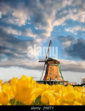 Traditionelle holländische Windmühle mit Tulpen in Zaanse Schans, Amsterdam, Holland Stockfoto