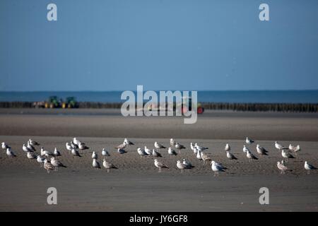Frankreich, Région des Hauts de France, Picardie, Baie de Somme, Quend plage Foto Gilles Targat Stockfoto