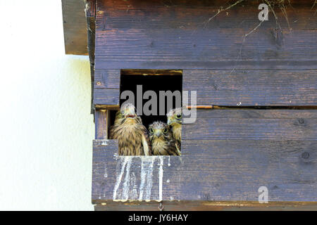 Kestrel-Küken sitzen in ihrem Nestkasten, lange Erlen Park, Riehen, Kanton Basel Stadt, Schweiz. Stockfoto