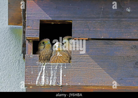 Kestrel-Küken sitzen in ihrem Nestkasten, lange Erlen Park, Riehen, Kanton Basel Stadt, Schweiz. Stockfoto