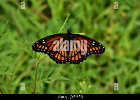 Orange und Schwarz Vizekönig Schmetterling Limenitis archippus auf grünen Pflanzen Stockfoto
