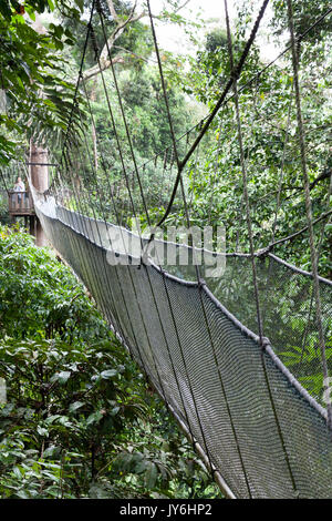 Canopy Walk im Kinabalu Park, an der Westküste von Sabah, Malaysia Borneo. Stockfoto