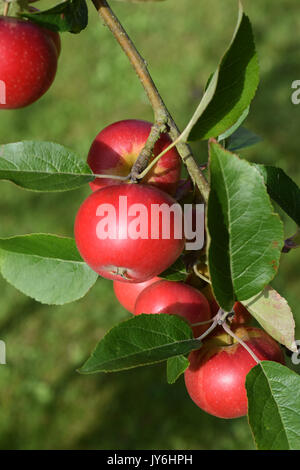 Apfel essen, Malus domestica Entdeckung Stockfoto