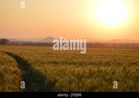 Feld bei Sonnenuntergang Stockfoto