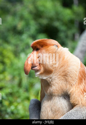 Lange Nase Affe, dominante Männchen, Labuk Bay, Borneo Stockfoto