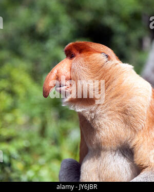 Proboscis Monkey oder Spitzzange Affe, Borneo, Malaysia Stockfoto