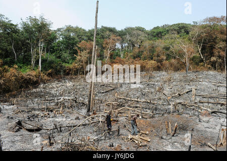 SIERRA LEONE, Kent, die illegale Abholzung des Regenwaldes an der westlichen Bereich Halbinsel Wald, das Bauholz für Kohle und Brennholz/SIERRA LEONE Western Bereich Halbinsel Wald verwendet wird, illegale Abholzung von Regenwald fuer Feuerholz Holzkohle Bauholz Plantagen sowie Bauland und Bodenspekulation Stockfoto