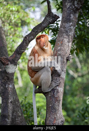 Gefährdete lange Nase monkey climbing Baum im Regenwald von Borneo, Sabah, Malaysia Stockfoto