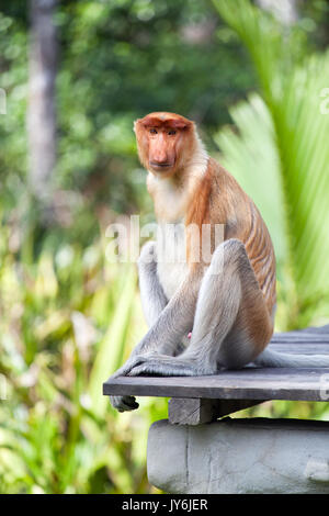 Junge proboscis Affen sitzen auf einer hölzernen Plattform an Labuk Bay Heiligtum, Sabah, Malaysia Stockfoto