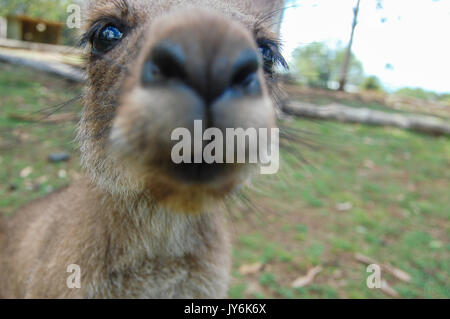 Im Featherdale Wildlife Park in Sydney kommt ein kurioses, graues Känguru aus der Nähe Stockfoto