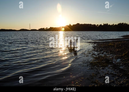 Jack Russell Terrier Dog cooling off in einem See auf einer heißen Sommern Abend Stockfoto