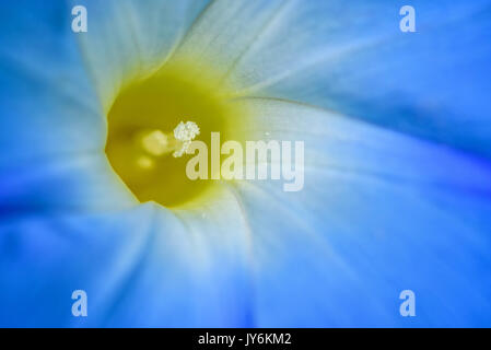 Close-up schöne weiße Kapsel und blauen Blütenblätter von Ipomoea purpurea oder Morning Glory für Hintergrund Stockfoto