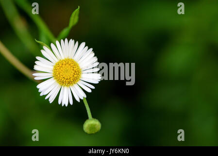 Closeup schöne kleine Blume mit gelben Pollen und weißes Blütenblatt von Bellis Perennis, gemeinsame Daisy, Lawn Daisy, Woundwort, Bruisewort oder Englisch Daisy Stockfoto