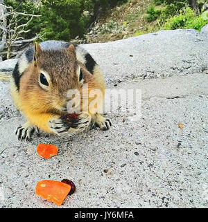 Chipmunk Essen auf Beartooth Pass Montana Stockfoto