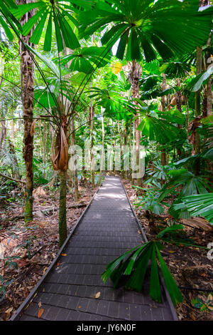 Dubuji Boardwalk, Cape Tribulation, Daintree National Park, Far North Queensland, FNQ, QLD, Australien Stockfoto