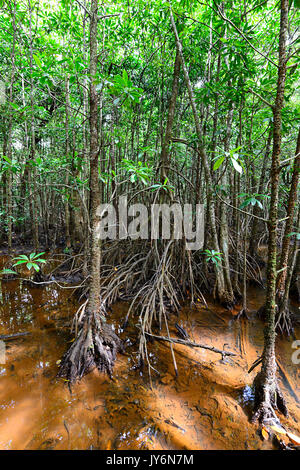 Mangrovenwald vom Dubuji Boardwalk, Cape Tribulation, Daintree National Park, Far North Queensland, FNQ, QLD, Australien gesehen Stockfoto