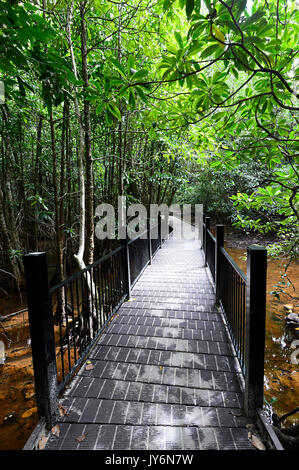 Dubuji Boardwalk, Cape Tribulation, Daintree National Park, Far North Queensland, FNQ, QLD, Australien Stockfoto