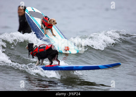 Hunde konkurrieren in der Welt Hund Surfen Meisterschaften in Pacifica, Kalifornien im Jahr 2017 Stockfoto