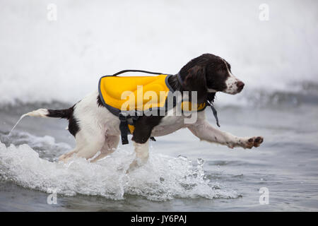 Hunde konkurrieren in der Welt Hund Surfen Meisterschaften in Pacifica, Kalifornien im Jahr 2017 Stockfoto