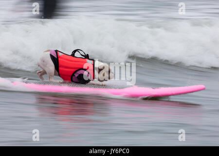 Hunde konkurrieren in der Welt Hund Surfen Meisterschaften in Pacifica, Kalifornien im Jahr 2017 Stockfoto