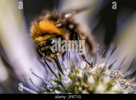 Eine Nahaufnahme von Honey Bee, Pollen von Eryngium Blütenkopf, Shepperton, Surrey, England, Großbritannien Stockfoto