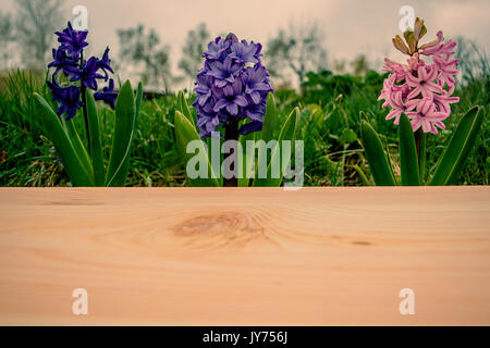 Blühende Hyazinthen Blumen und Holz- fechten Frühjahr Stockfoto