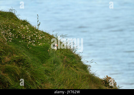 Ein einziger Papageientaucher mit Blick auf die See zum Angeln auf der Insel Staffa vor der Westküste Schottlands zu gehen Stockfoto