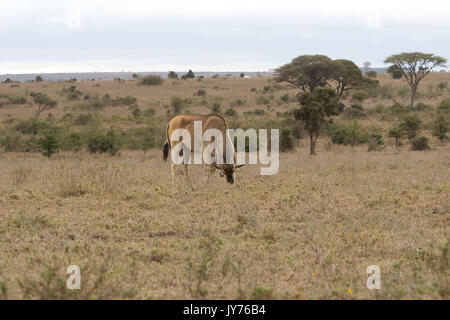 Ein Bee-eater afg ein Schmetterling durch seine Antenne Stockfoto