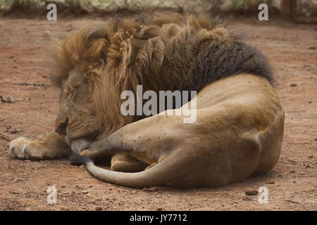 Ein Löwe Nap, im Nairobi National Park Stockfoto