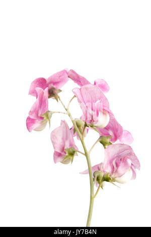 Lathyrus Odoratus wie Sweet pea bekannt. Stockfoto