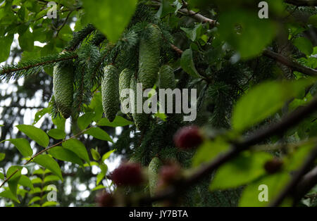 Picea abies Die immergrüne Nadelwald Baum, auch bekannt als Fichte. Stockfoto